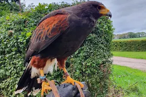 Cumberland Bird of Prey Centre image