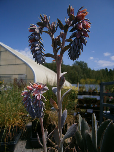 Pet Supply Store «CountryMax - Cortland», reviews and photos, 980 NY-13, Cortland, NY 13045, USA