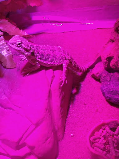 Pet Supply Store «Petco Animal Supplies», reviews and photos, 11976 Dublin Blvd, Dublin, CA 94568, USA