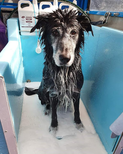 Aussie Pooch Mobile Dog Wash Salisbury