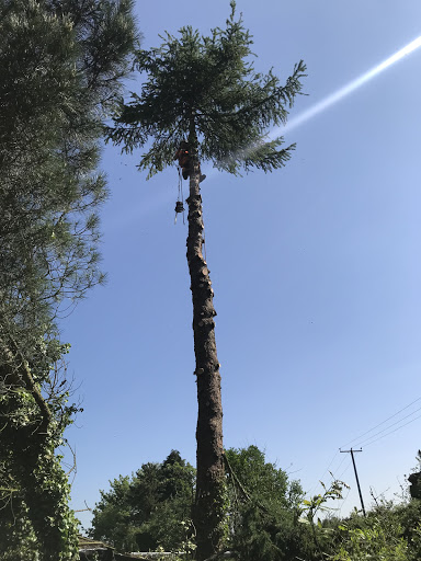 Valeside Tree Care