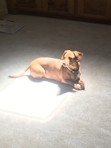 Comanche County Veterinary