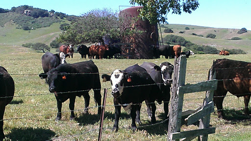 Golf Club «Rancho Maria Public Golf Course», reviews and photos, 1950 CA-1, Santa Maria, CA 93455, USA