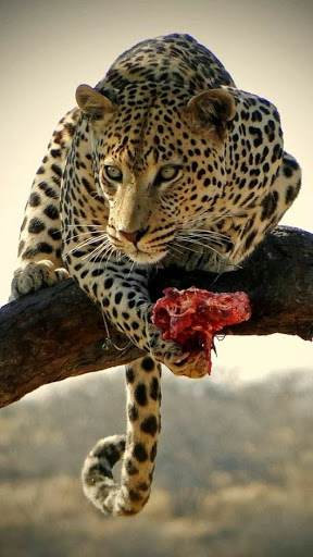 Pet Supply Store «PetSmart», reviews and photos, 4421 Virginia Beach Blvd, Virginia Beach, VA 23462, USA