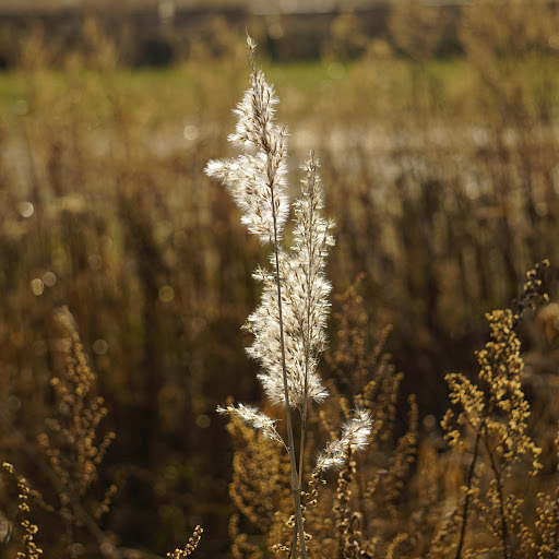 State Park «Silver Sands State Park», reviews and photos, 1 Silver Sands Park Way, Milford, CT 06460, USA