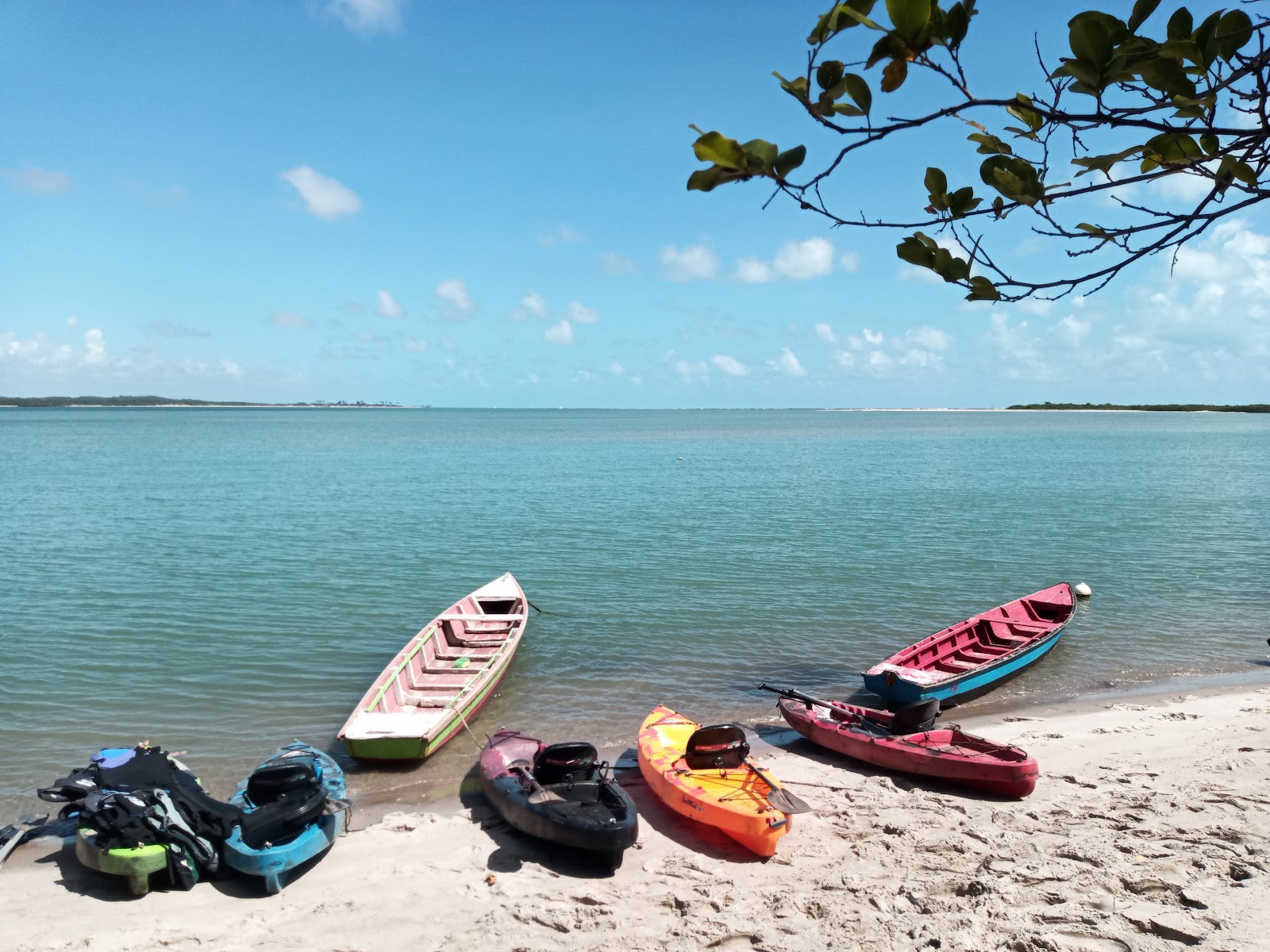 Foto van Strand van Rio Mamanguape wilde omgeving