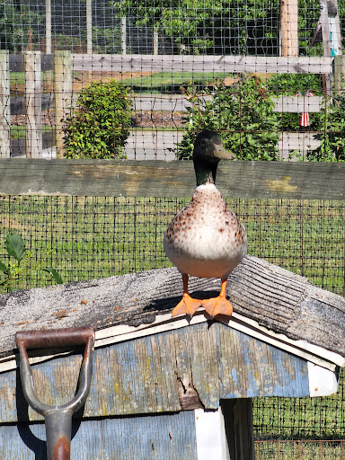 Farm «Sun High Orchards», reviews and photos, 19 Canfield Ave, Randolph, NJ 07869, USA