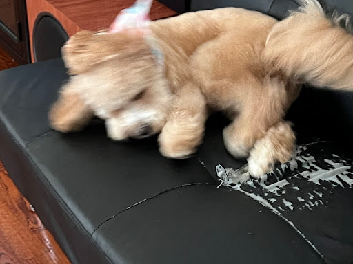 Pet Supply Store «PetSmart», reviews and photos, 128 Bailey Farm Rd, Monroe, NY 10950, USA