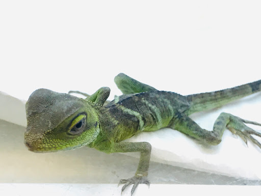 Pet Store «Fins And Feathers», reviews and photos, 222 Willow Ave, Honesdale, PA 18431, USA