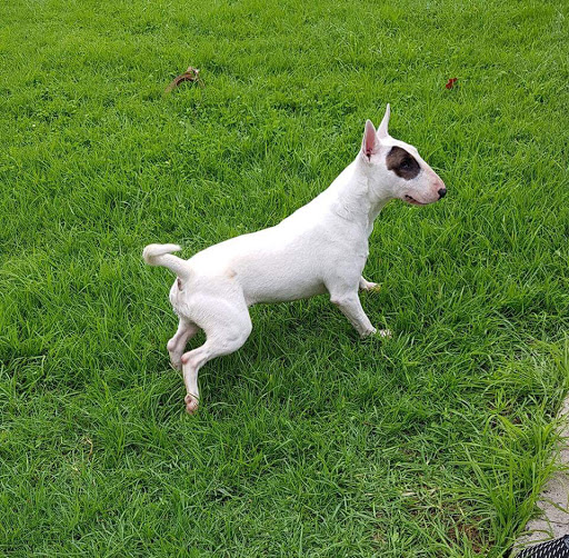 Narre Warren Boarding Kennels & Cattery