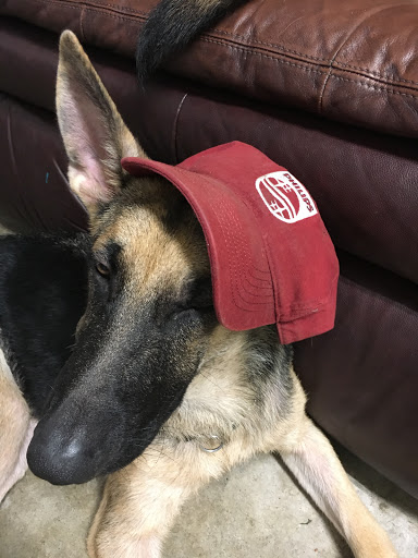 Surfside Animal Hospital image