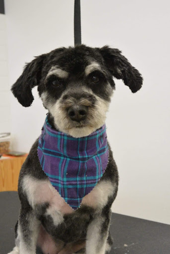 Pet Groomer «Hotdog! Pet Salon», reviews and photos, 629 1st Ave N, Fargo, ND 58102, USA