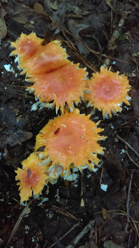 Recreation Center «J.P. Moseley Recreation Center-North Henry Tigers», reviews and photos, 1041 Millers Mill Rd, Stockbridge, GA 30281, USA