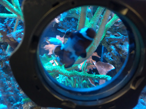 Aquarium «Aquarium Fish & Supply», reviews and photos, 1702 S Kelly Ave, Edmond, OK 73013, USA