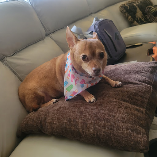 Pet Supply Store «PetSmart», reviews and photos, 1900 W International Speedway Blvd, Daytona Beach, FL 32114, USA