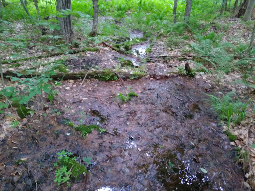 Nature Preserve «Eshqua Bog Natural Area», reviews and photos, Garvin Hill Rd, Woodstock, VT 05091, USA