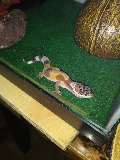 Pet Supply Store «Pet Supplies Plus», reviews and photos, 254 S Illinois Ave, Oak Ridge, TN 37830, USA