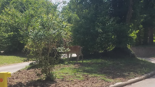 Country Club «West Fork Golf & Country Club», reviews and photos, 1 Golf Rdg, Conroe, TX 77304, USA