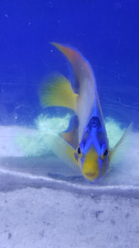 Pet Supply Store «Seascape Aquarium & Pet Center», reviews and photos, 2162 Gulf Gate Dr, Sarasota, FL 34231, USA