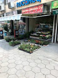 Магазин за Цветя Диана 79