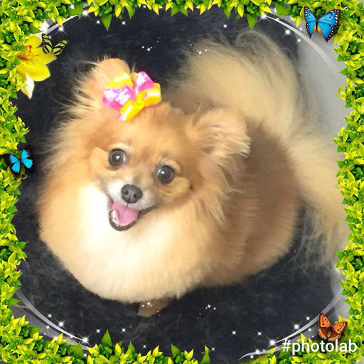 Pet Groomer «All For Paws», reviews and photos, 246 W Manson Hwy #6, Chelan, WA 98816, USA