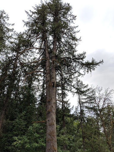 Golf Course «Chehalem Glenn Golf Course», reviews and photos, 4501 E Fernwood Rd, Newberg, OR 97132, USA