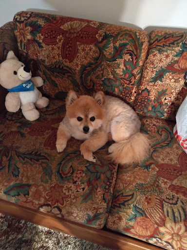 Pet Supply Store «Pet Supplies Plus», reviews and photos, 1791 W Columbia Ave, Battle Creek, MI 49015, USA