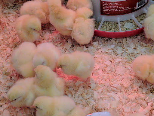 Home Improvement Store «Tractor Supply Co.», reviews and photos, 398 NJ-57, Washington, NJ 07882, USA