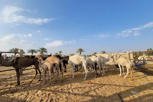 Camel & cattle market image