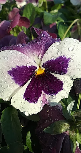 Home Improvement Store «The Home Depot», reviews and photos, 6921 Walton Ln, Gloucester Courthouse, VA 23061, USA