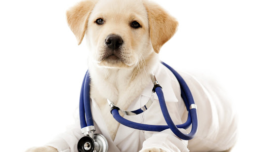 Centro Veterinario Alma en Málaga