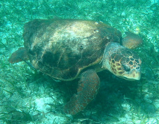 Travel Agency «Travel Leaders - RSVP Events & Travel», reviews and photos, 17281 Chesterfield Airport Rd, Chesterfield, MO 63005, USA