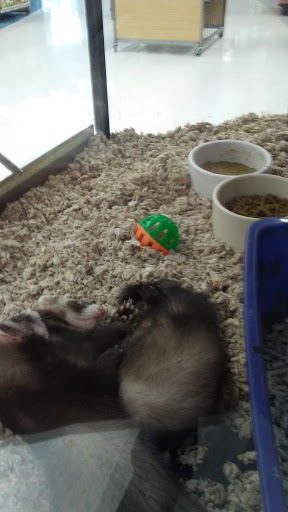 Pet Supply Store «Petco Animal Supplies», reviews and photos, 3372 Cobb Pkwy NW #300, Acworth, GA 30101, USA