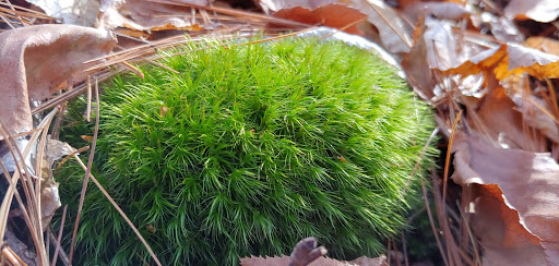 State Park «Wilson Mountain Reservation», reviews and photos, 384 Common St, Dedham, MA 02026, USA