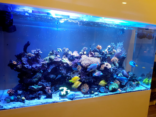 Tropical Fish Store «All Things Aquariums», reviews and photos, 30789 SW Boones Ferry Rd k, Wilsonville, OR 97070, USA