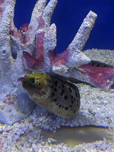 Pet Store «Fin-N-Feather», reviews and photos, 2931 F St, Eureka, CA 95501, USA