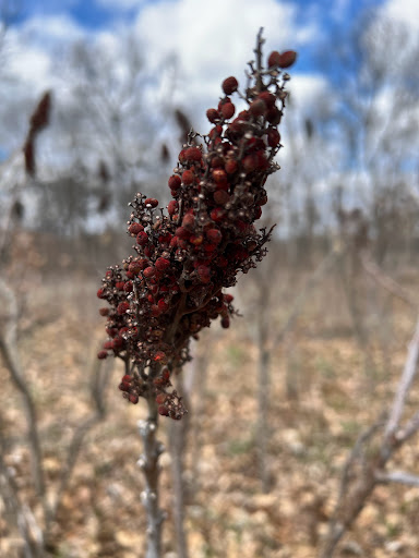 Nature Preserve «Lakewood Forest Preserve», reviews and photos, 27277 N Forest Preserve Rd, Wauconda, IL 60084, USA