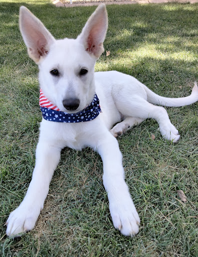 Pet Supply Store «PetSmart», reviews and photos, 1733 S Stapley Dr, Mesa, AZ 85204, USA