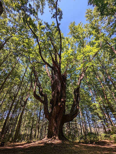 Asbury trail Great Tree