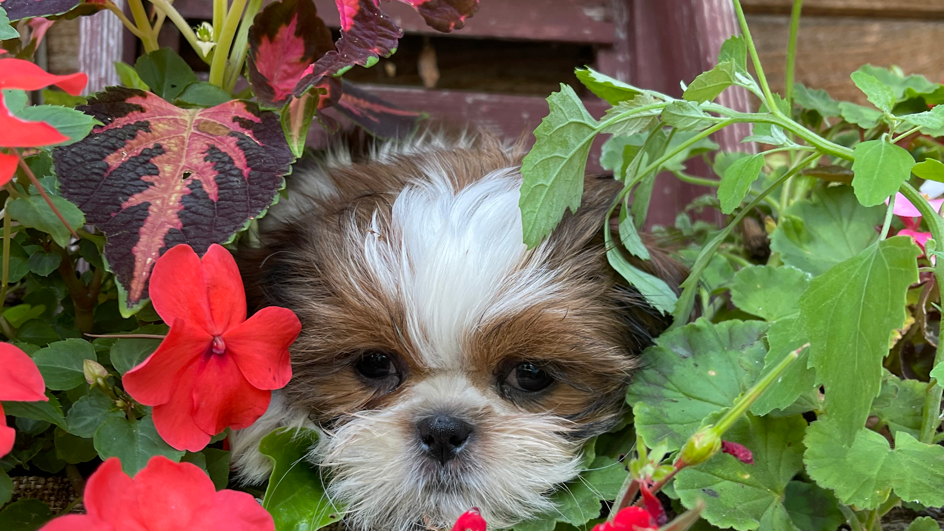 Dj’s Treasured ShihTzu’s