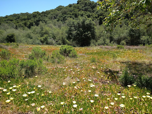 Park «Chumash Park», reviews and photos, Mankins Ranch Rd, Pismo Beach, CA 93449, USA