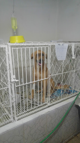 Clínica Veterinária Estação dos Bichos - Veterinário