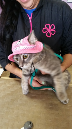 Pet Groomer «Furry Tails Pet Grooming», reviews and photos, 865 Cypress Pkwy, Poinciana, FL 34759, USA