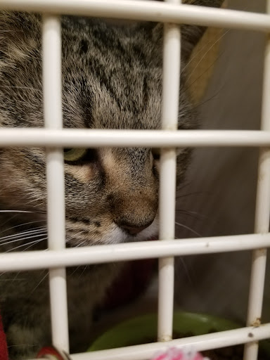 Pet Supply Store «Petco Animal Supplies», reviews and photos, 10315 E Shelby Dr, Collierville, TN 38017, USA