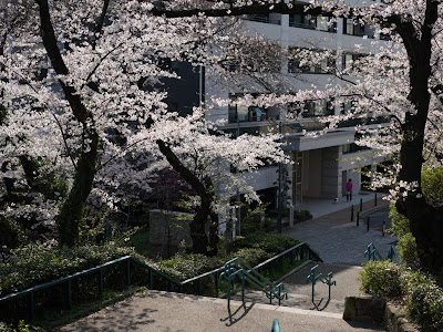 [10000印刷√] 掃部 山 公園 桜 300477