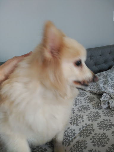 Pet Supply Store «PetSmart», reviews and photos, 1500 E Village Way #2380, Orange, CA 92865, USA