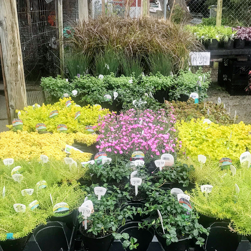 Florist «Sunshine Flowers», reviews and photos, 4509 Rainbow Blvd, Kansas City, KS 66103, USA