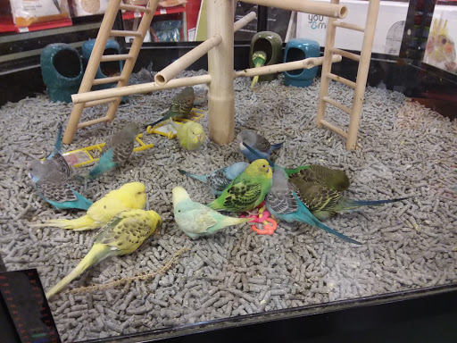 Pet Supply Store «Petco Animal Supplies», reviews and photos, 975 NW Gilman Blvd E, Issaquah, WA 98027, USA