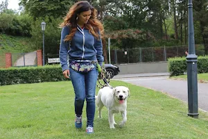 Dogitory - dog training & dog sitting image