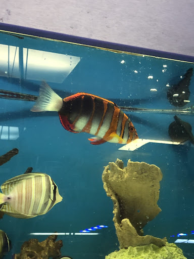 Pet Supply Store «Professional Fish Keepers Aquarium Store», reviews and photos, 7573 W Sample Rd, Coral Springs, FL 33065, USA